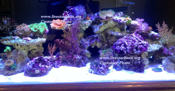 Reef Tank