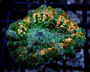 Rhodactus