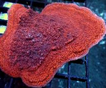 Montipora