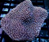 Montipora