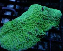 Montipora