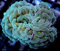 Euphyllia