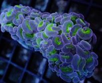 Euphyllia