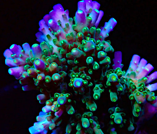 Bali Acropora