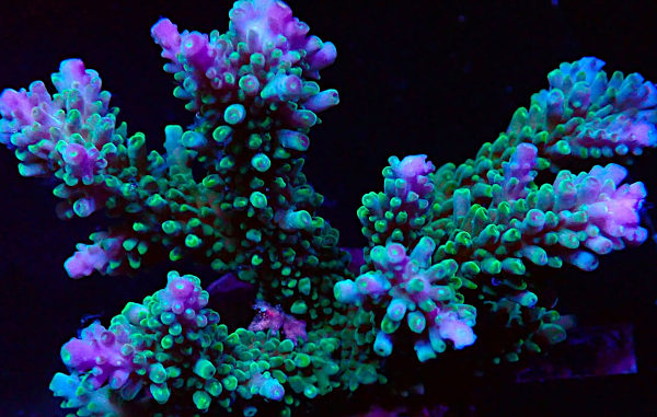 Bali Acropora