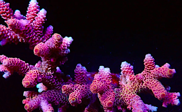 Bali Acropora