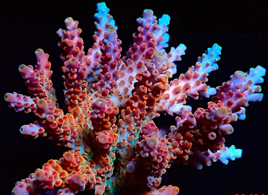 Bali Acropora