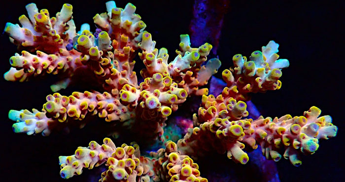 Bali Acropora