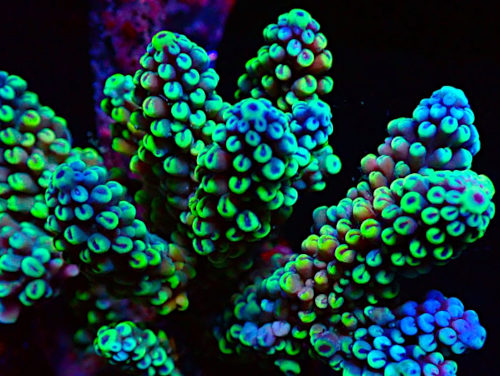 Bali Acropora