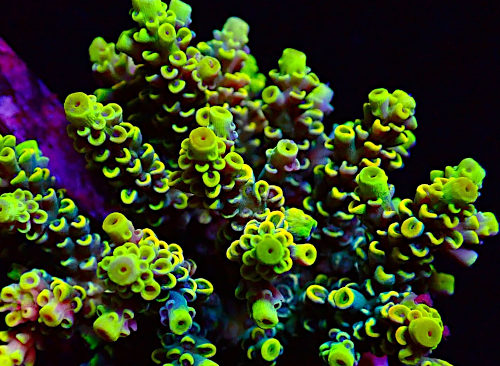 Bali Acropora