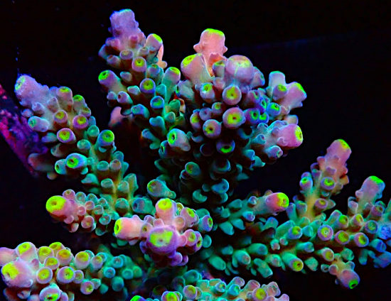 Bali Acropora