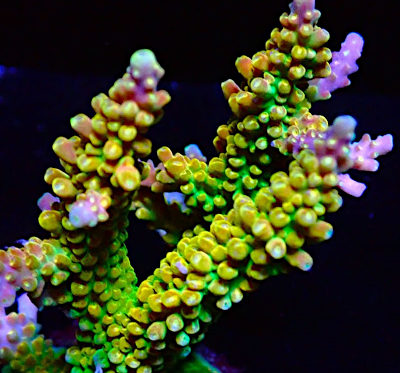 Bali Acropora