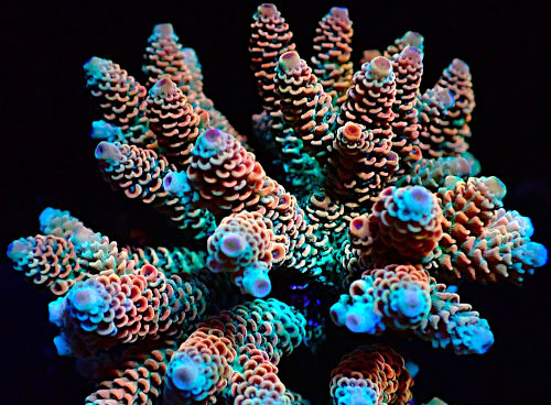 Bali Acropora