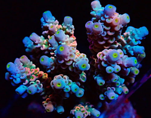 Bali Acropora