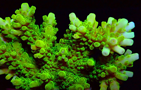 Bali Acropora