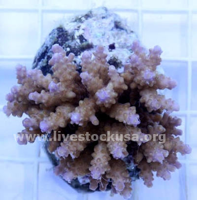 Bali Acropora