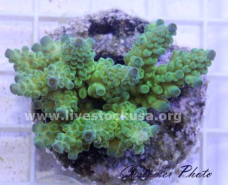 Bali Acropora