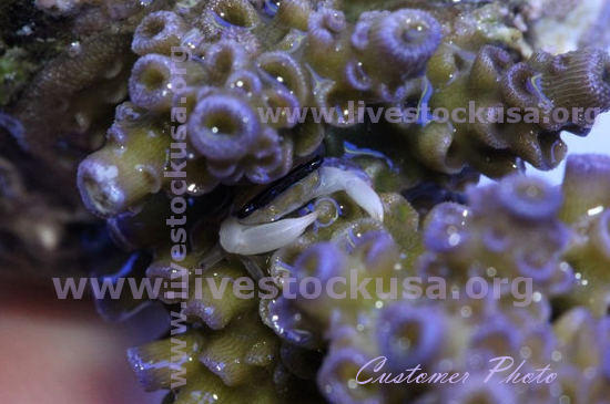 Bali Acropora