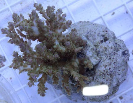 Bali Acropora