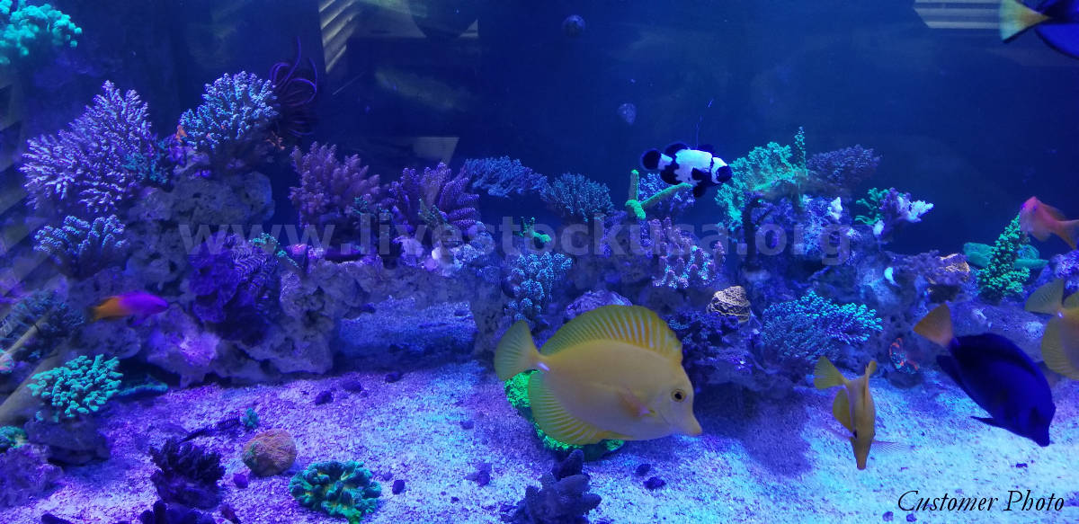 Reef Tank