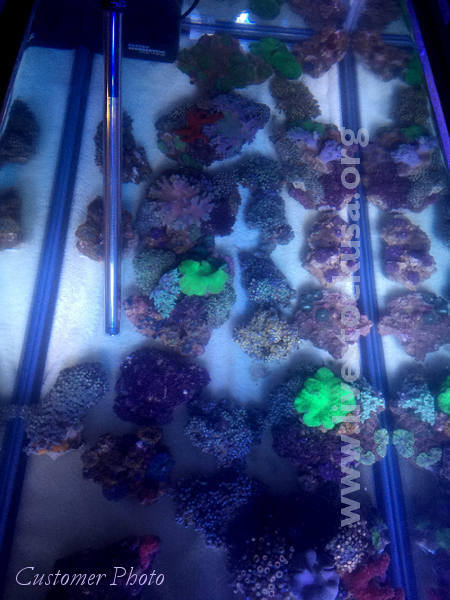 Vietnam Corals