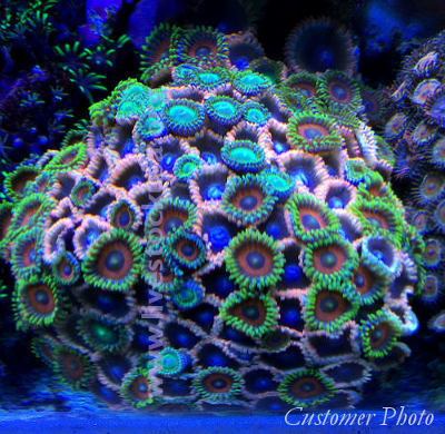 Vietnam Corals