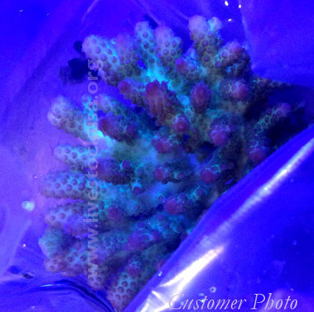 Fiji Acropora