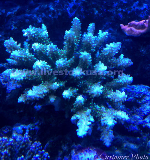 Fiji Acropora