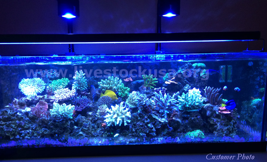 Reef Tank