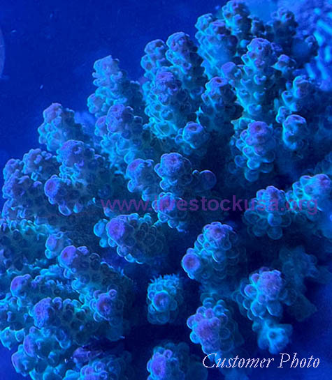 Fiji Coral