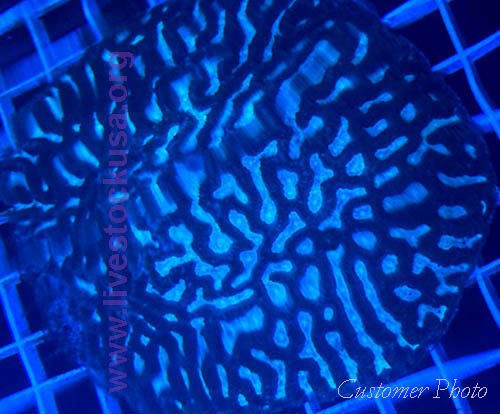 Fiji Coral