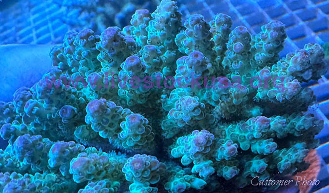 Fiji Coral