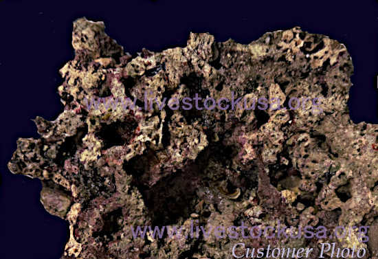 Fiji Live Rock
