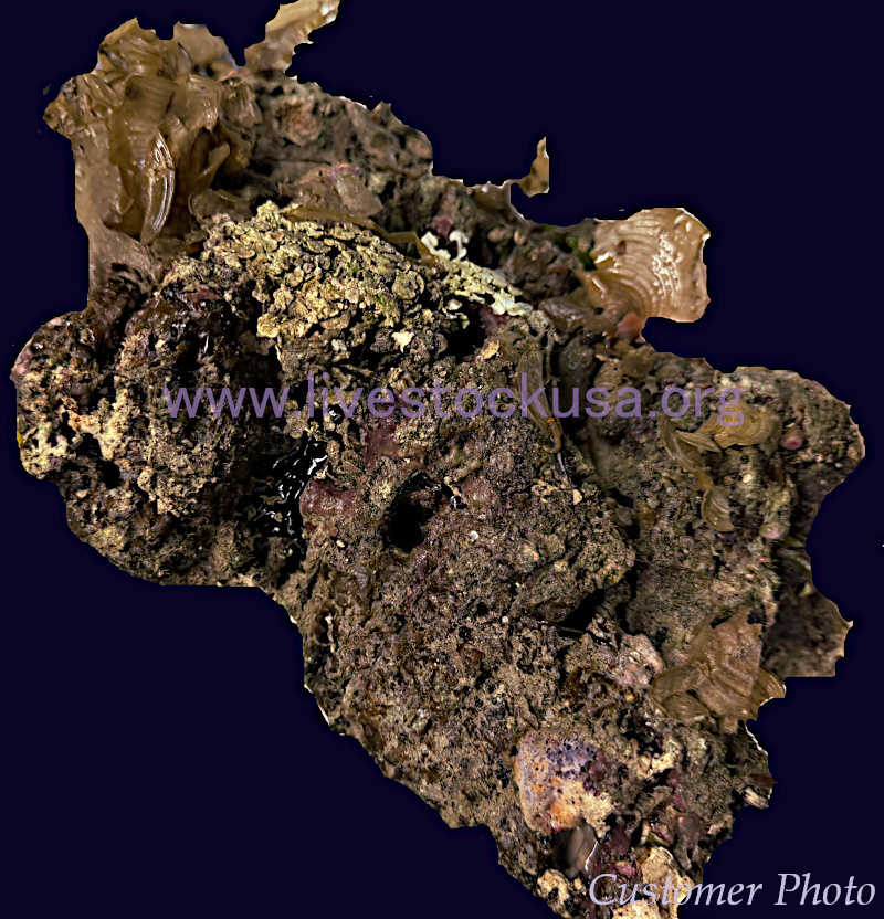 Fiji Live Rock