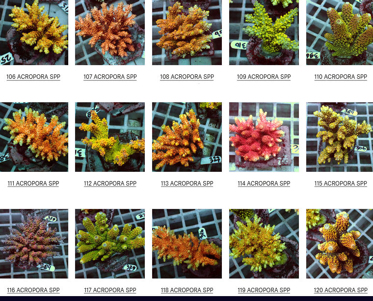 Flores Corals