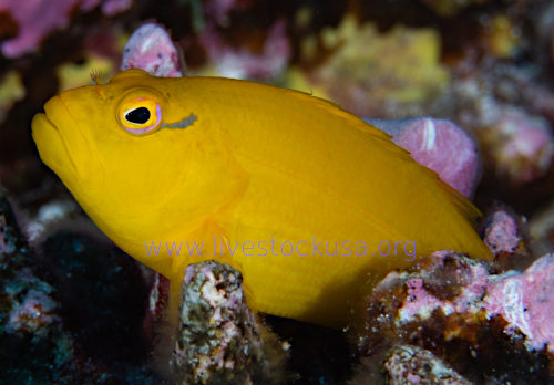 Golden Hawkfish