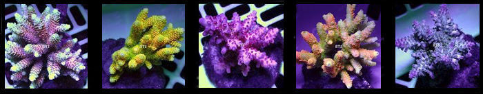 Acropora millepora