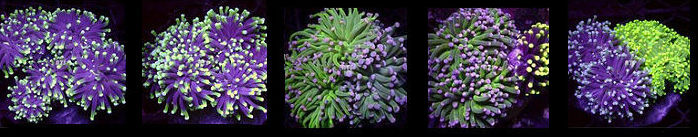 Euphyllia cristata