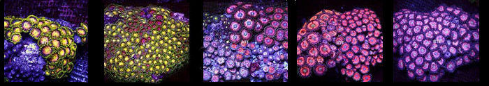 Zoanthid Polyp Rock