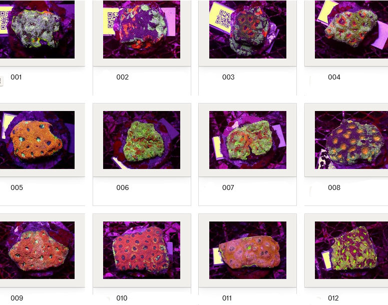 Kupang Corals