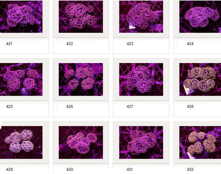 Kupang Corals