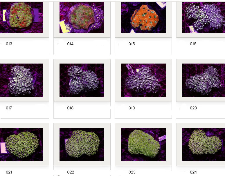 Kupang Corals