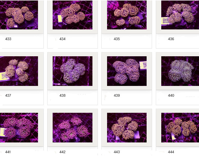 Kupang Corals