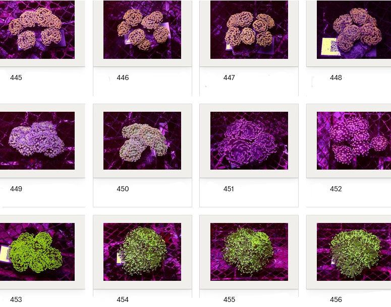 Kupang Corals