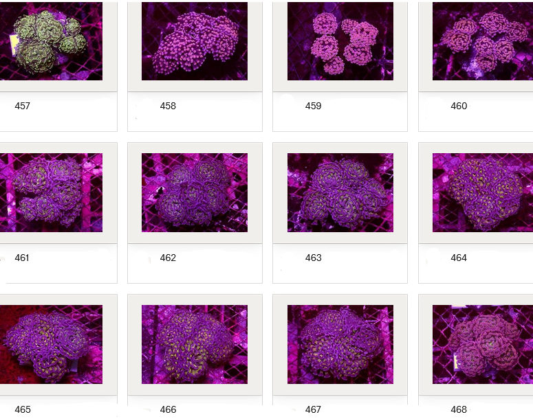 Kupang Corals