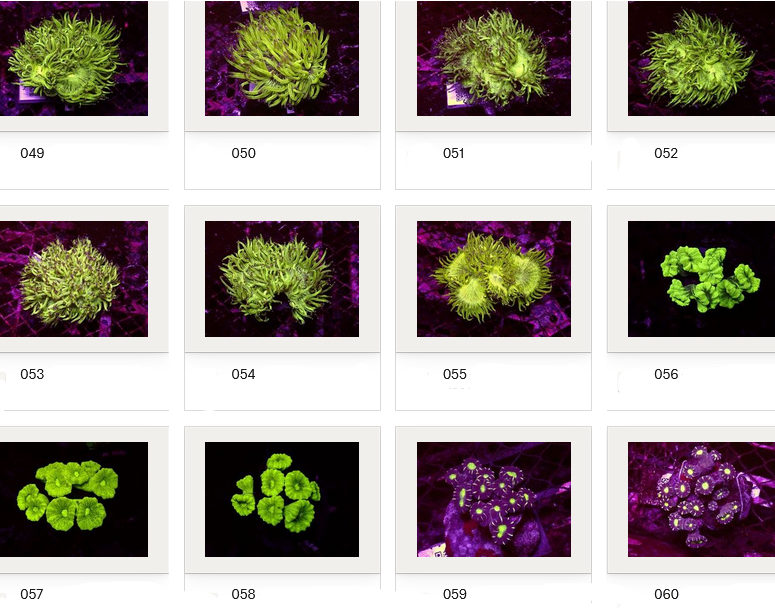 Kupang Corals