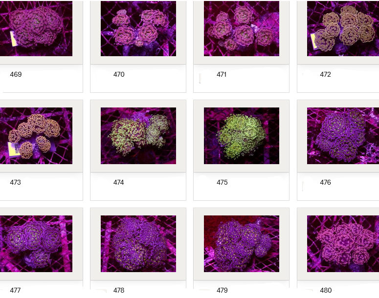Kupang Corals