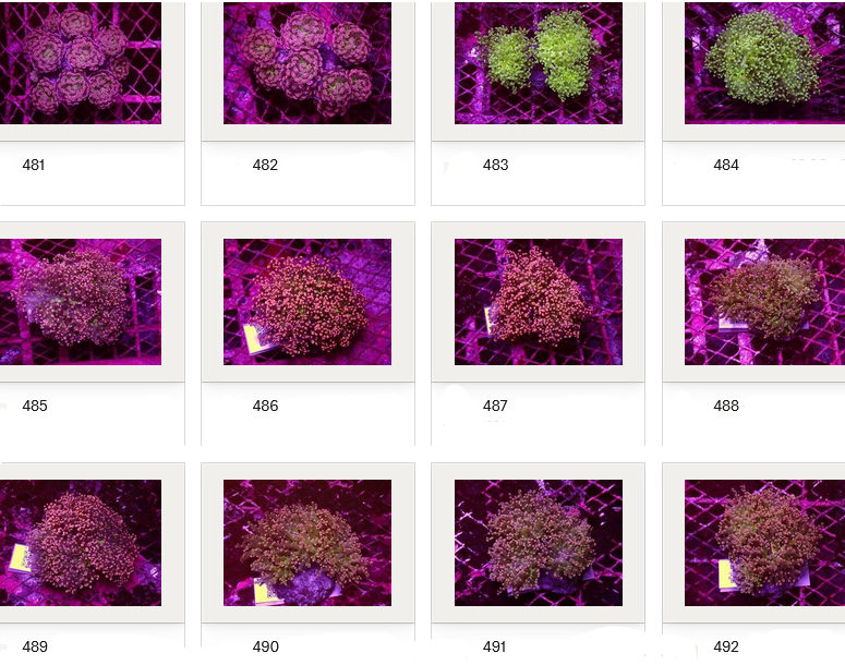 Kupang Corals