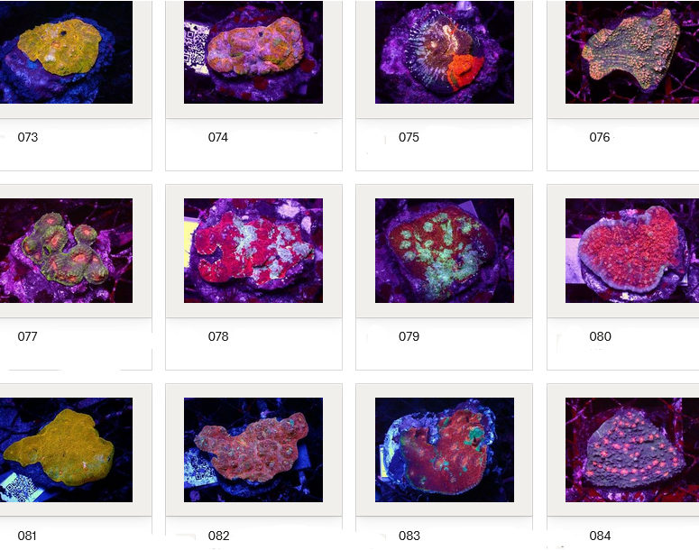 Kupang Corals