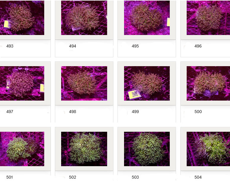 Kupang Corals